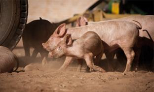 The benefits of iron injection